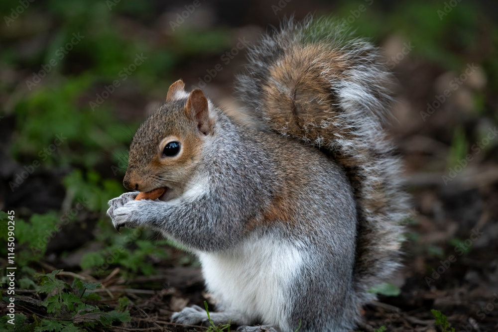 The Eastern Grey Squirrel (Sciurus carolinensis) The Eastern Grey Squirrel (Sciurus carolinensis)