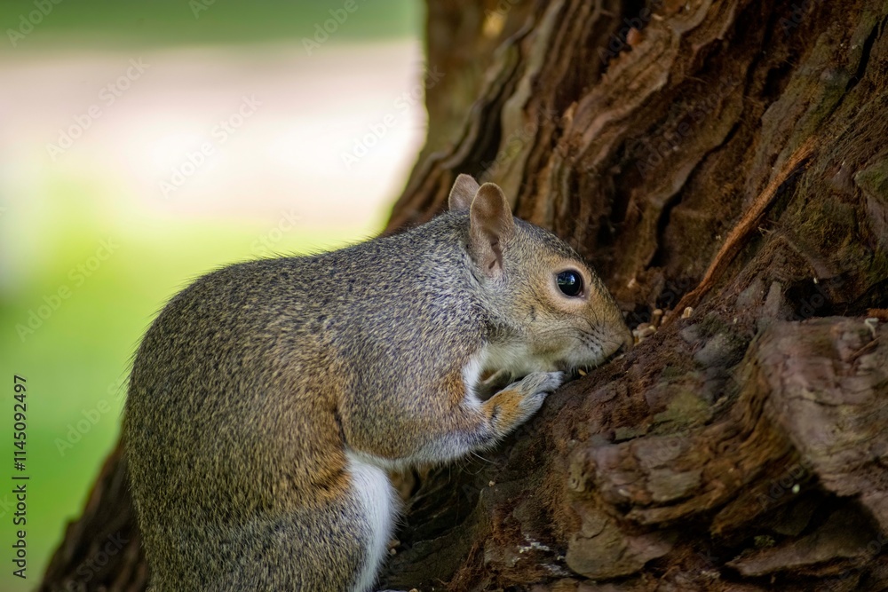 The Eastern Grey Squirrel (Sciurus carolinensis) The Eastern Grey Squirrel (Sciurus carolinensis)