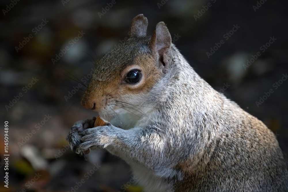 The Eastern Grey Squirrel (Sciurus carolinensis) The Eastern Grey Squirrel (Sciurus carolinensis)