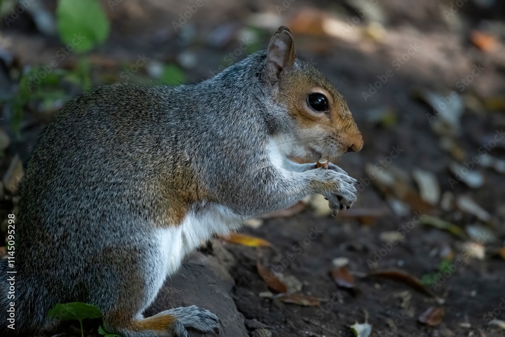 The Eastern Grey Squirrel (Sciurus carolinensis) The Eastern Grey Squirrel (Sciurus carolinensis)