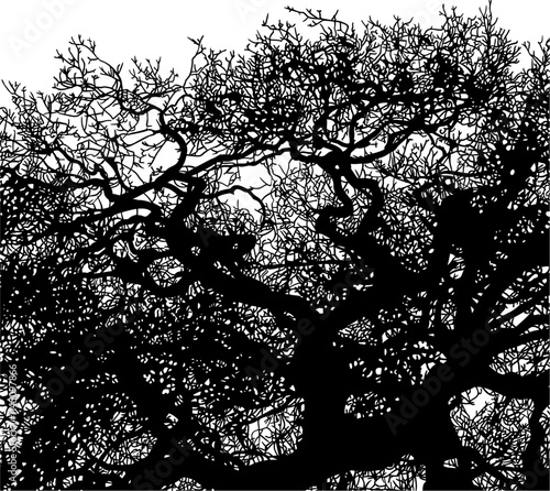 ramas, arbol, dechado, vector, encaje, negro, designio, floral, empapelar, arte, ilustración, flor, con textura