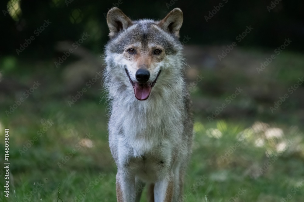 The Eurasian Wolf (Canis lupus lupus), also known as the Common Wolf. The Eurasian Wolf (Canis lupus lupus), also known as the Common Wolf.