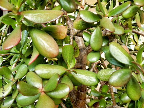 Close up of the leaves of Crassula ovata also known as the Jade or Money Plant. photo