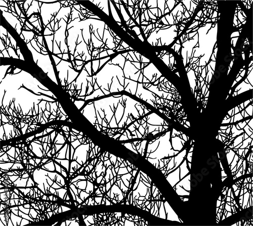 ramas, arbol, dechado, vector, encaje, negro, designio, floral, empapelar, arte, ilustración, flor, con textura