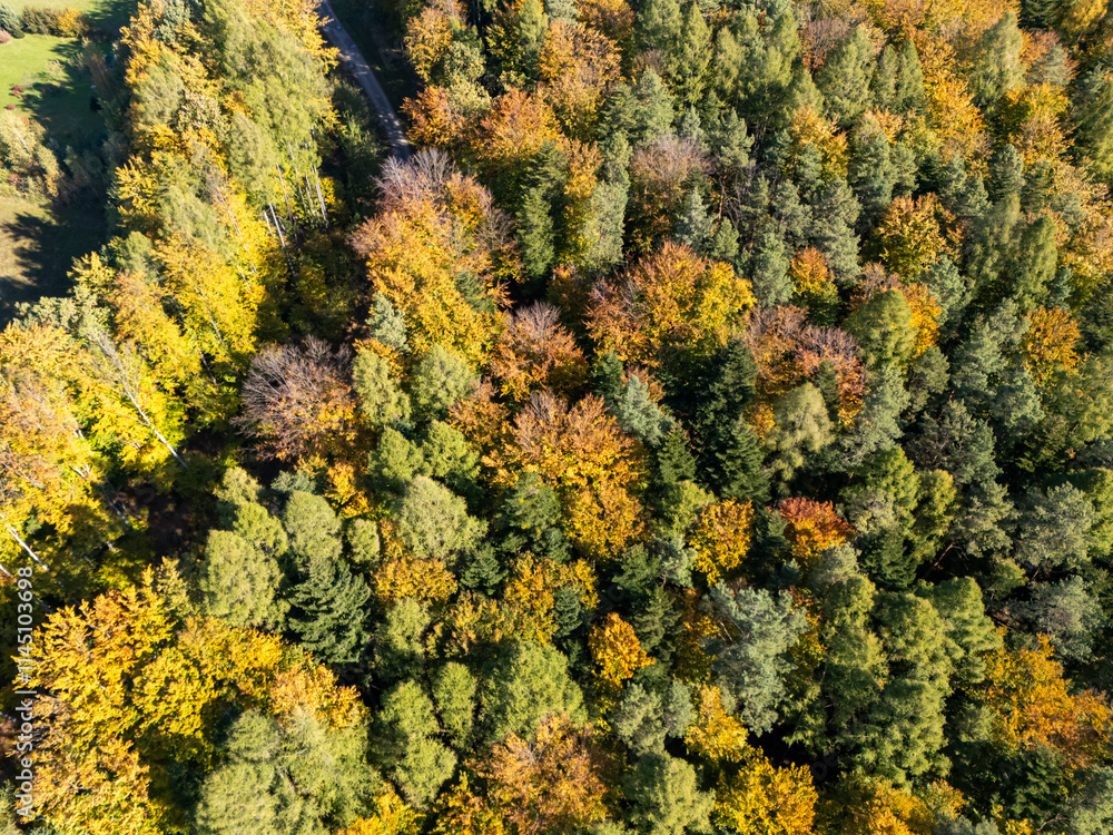 Aerial view of a vibrant autumn forest with diverse tree species displaying colorful leaves Aerial view of a vibrant autumn forest with diverse tree species displaying colorful leaves