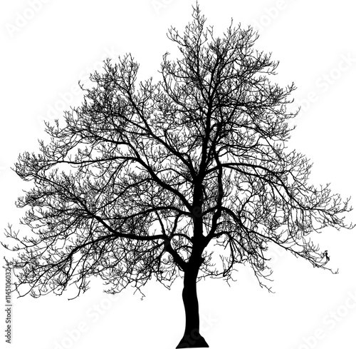 ramas, arbol, dechado, vector, encaje, negro, designio, floral, empapelar, arte, ilustración, flor, con textura