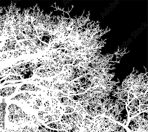 ramas, arbol, dechado, vector, encaje, negro, designio, floral, empapelar, arte, ilustración, flor, con textura