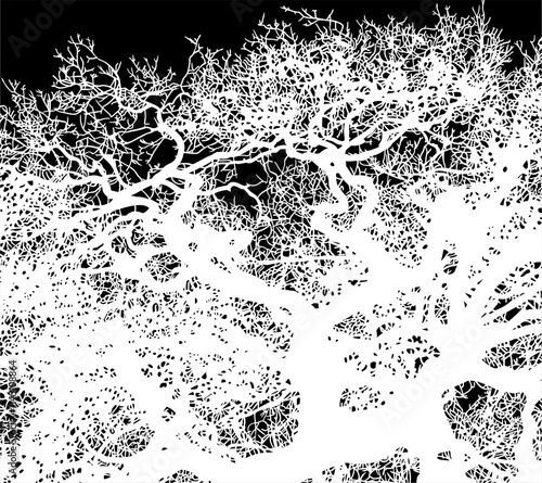 ramas, arbol, dechado, vector, encaje, negro, designio, floral, empapelar, arte, ilustración, flor, con textura
