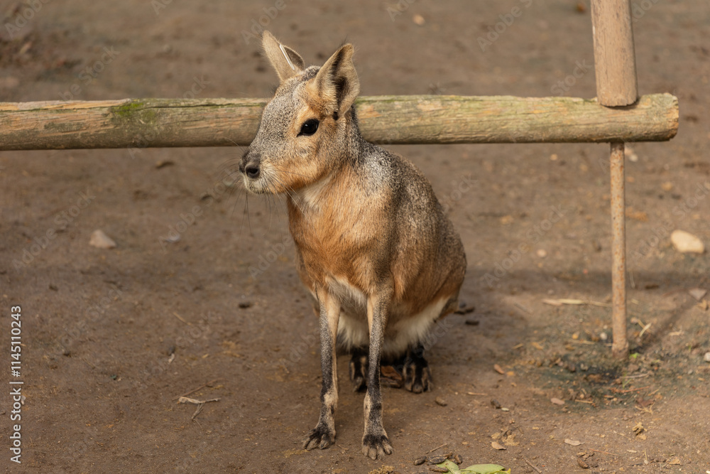 Capybara in profile with earthy background Capybara in profile with earthy background