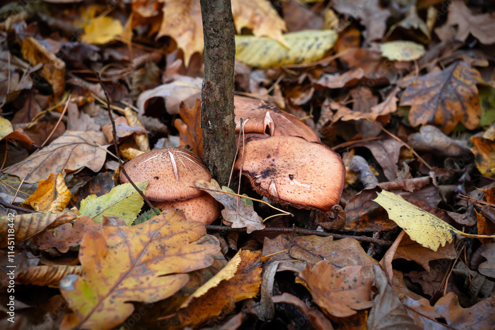 Woodland fungi and fallen foliage creating a colorful natural composition. Rich microcosm of a forest floor in the fall season. Close-up view of a cluster of hiding mushrooms. Autumnal foraging. Woodland fungi and fallen foliage creating a colorful natural composition. Rich microcosm of a forest floor in the fall season. Close-up view of a cluster of hiding mushrooms. Autumnal foraging.