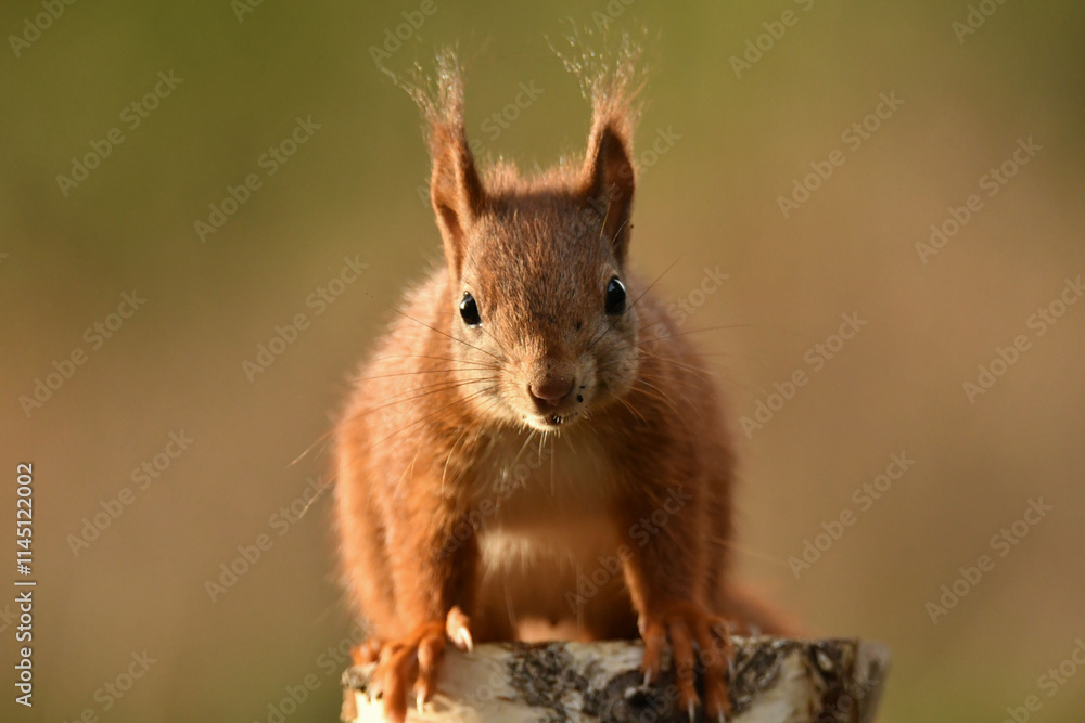 Fototapeta premium Eichhörnchen