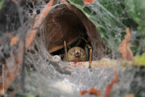 agelena labyrinthica spider macro photo photo