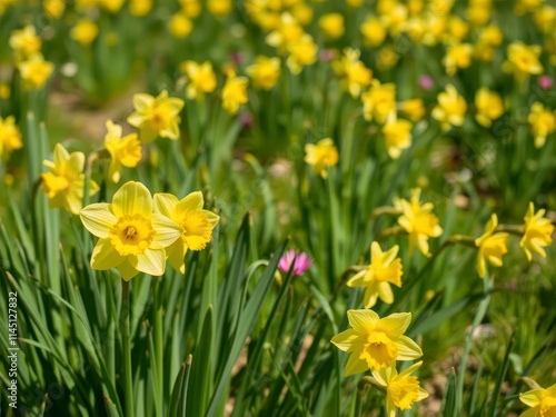 Vibrant yellow daffodil flowers blooming in a picturesque field under the sun, flora, floral, garden