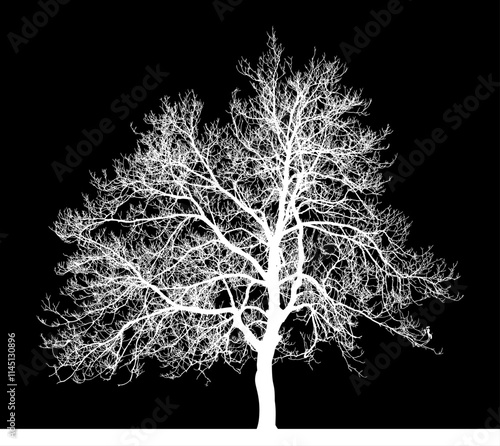 ramas, arbol, dechado, vector, encaje, negro, designio, floral, empapelar, arte, ilustración, flor, con textura