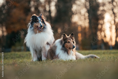 Collies im Sonnenuntergang photo