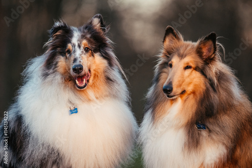 Collies im Sonnenuntergang photo