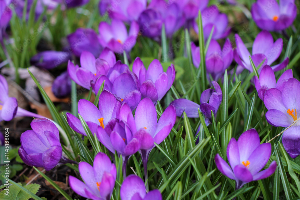 Flowers of a crocus at a spring garden close-up.