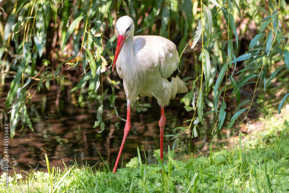 White stork (in german Weißstorch or Klapperstorch) Ciconia ciconia