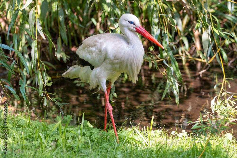White stork (in german Weißstorch or Klapperstorch) Ciconia ciconia