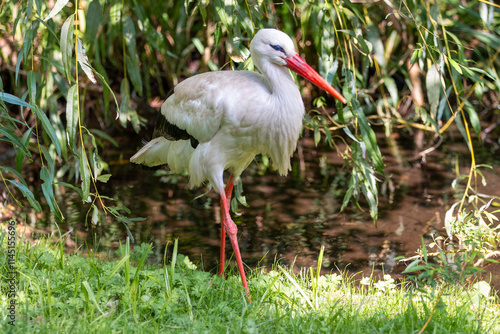 Obraz na płótnie White stork (in german Weißstorch or Klapperstorch) Ciconia ciconia w salonie