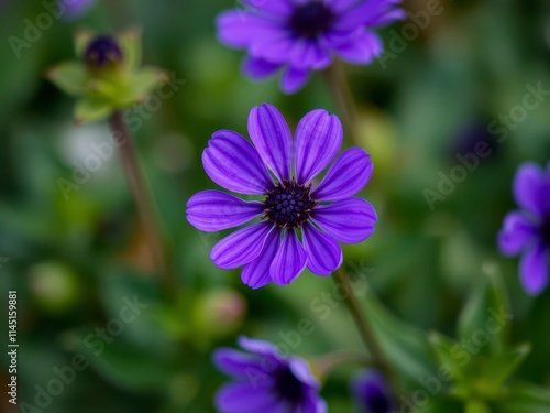 Vibrant purple flower petals and leaves in a garden setting, spring, petals