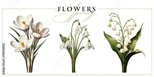 White spring flowers isolated on a white background. Vintage painting style illustration.
