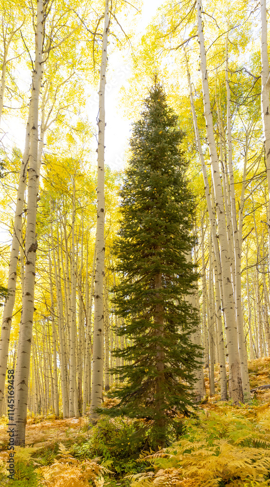 Fototapeta premium Conifer surrounded by Golden aspens