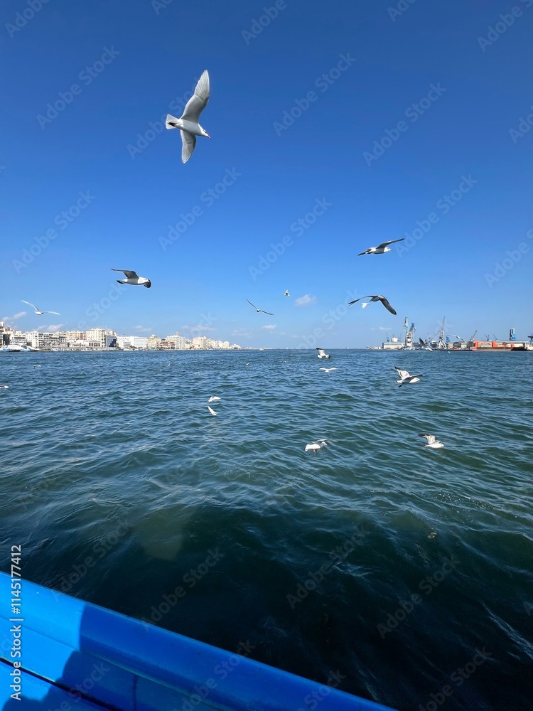 Seagulls Soaring Over the Mediterranean in port said egypt Seagulls Soaring Over the Mediterranean in port said egypt