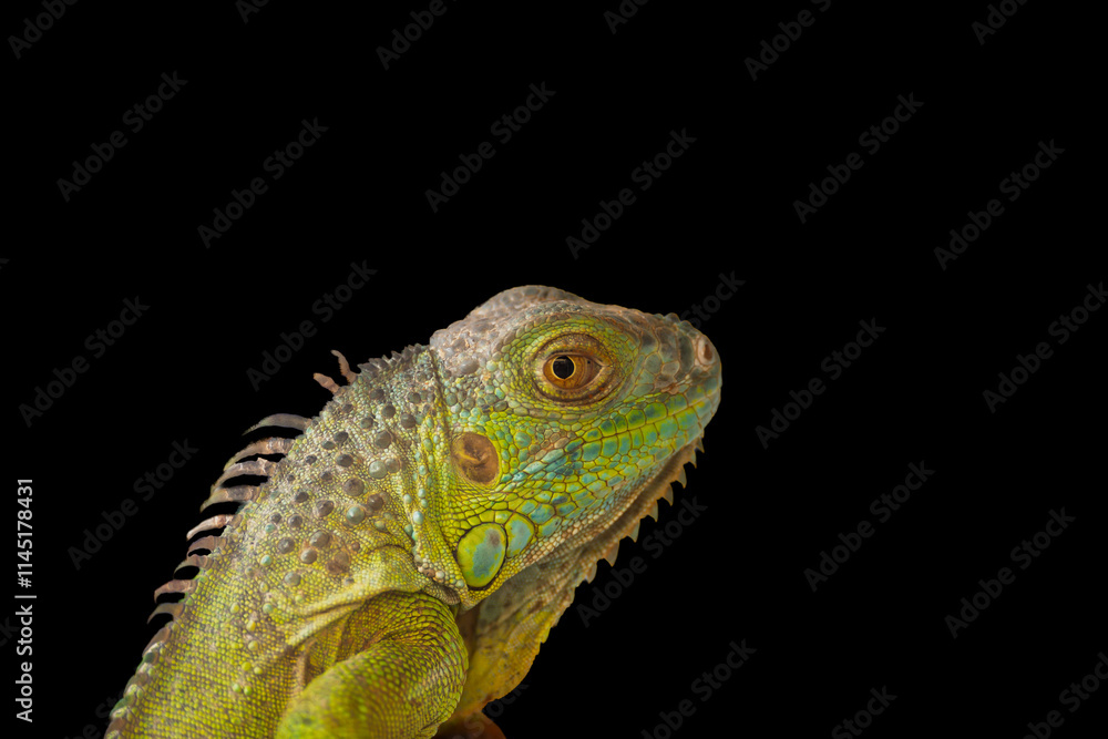 Fototapeta premium Green iguana standing on tree branch with black background