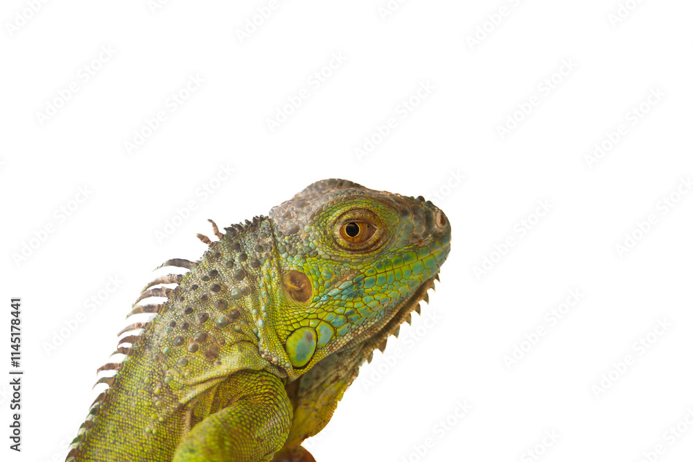 Obraz premium Green iguana standing on tree branch with white background