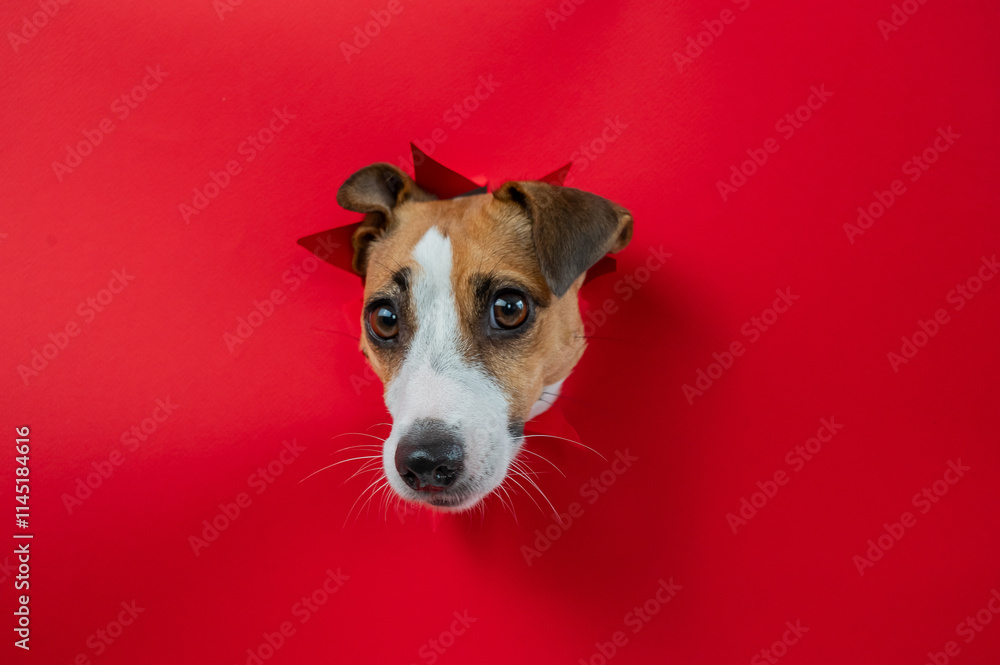 Funny Jack Russell Terrier dog sticks out through a red cardboard background. Copy space. Funny Jack Russell Terrier dog sticks out through a red cardboard background. Copy space.