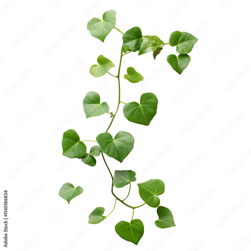 Isolated Image Of A Green Ivy Vine With Small Leaves, Winding Shape, Slight Shadow, On A White Background Isolated Image Of A Green Ivy Vine With Small Leaves, Winding Shape, Slight Shadow, On A White Background