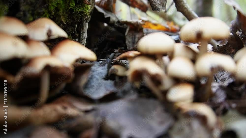 A mushroom picker cuts a mushroom with a knife in the forest. Collect mushrooms in autumn. A forester on a quiet hunt. Hand close-up. Fall. Moss and mycelium. Polish mushroom lat. Boletus badius A mushroom picker cuts a mushroom with a knife in the forest. Collect mushrooms in autumn. A forester on a quiet hunt. Hand close-up. Fall. Moss and mycelium. Polish mushroom lat. Boletus badius