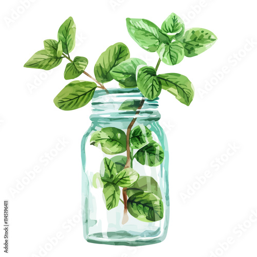 A watercolor vector of a sprig of mint leaves in a glass jar, isolated on a white background. Mint leaves vector.
