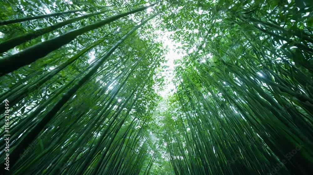 A 360-degree video around a secluded grove of bamboo with tall stalks gently swaying and rustling leaves A 360-degree video around a secluded grove of bamboo with tall stalks gently swaying and rustling leaves