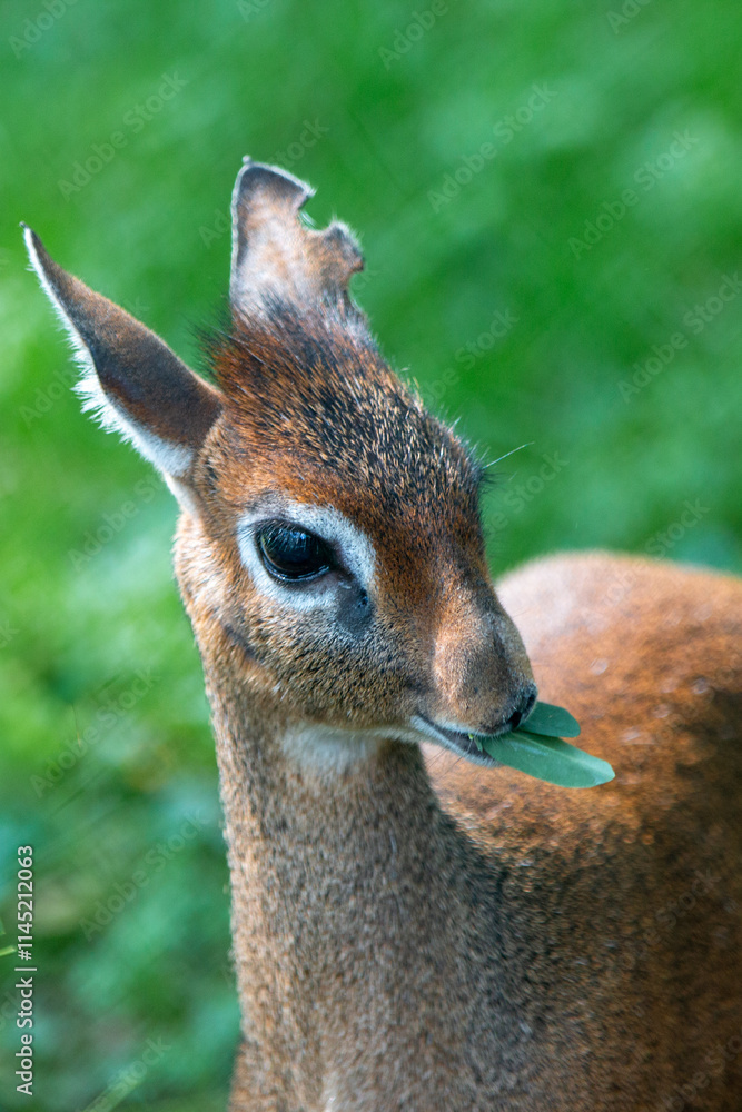 Kirk's dik-dik (in german Kirk-Dikdik also Zwergrüssel) Madoqua kirkii