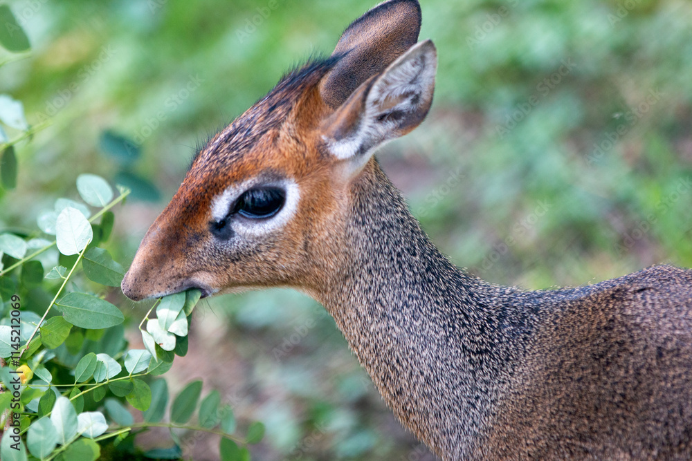 Kirk's dik-dik (in german Kirk-Dikdik also Zwergrüssel) Madoqua kirkii
