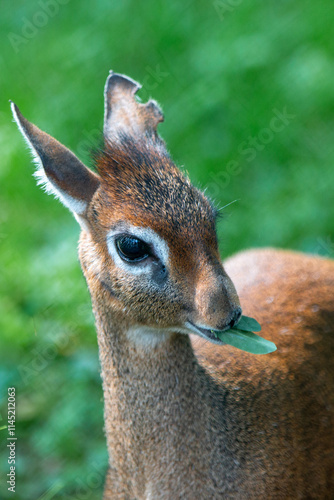 Obraz na płótnie Kirk's dik-dik (in german Kirk-Dikdik also Zwergrüssel) Madoqua kirkii w salonie