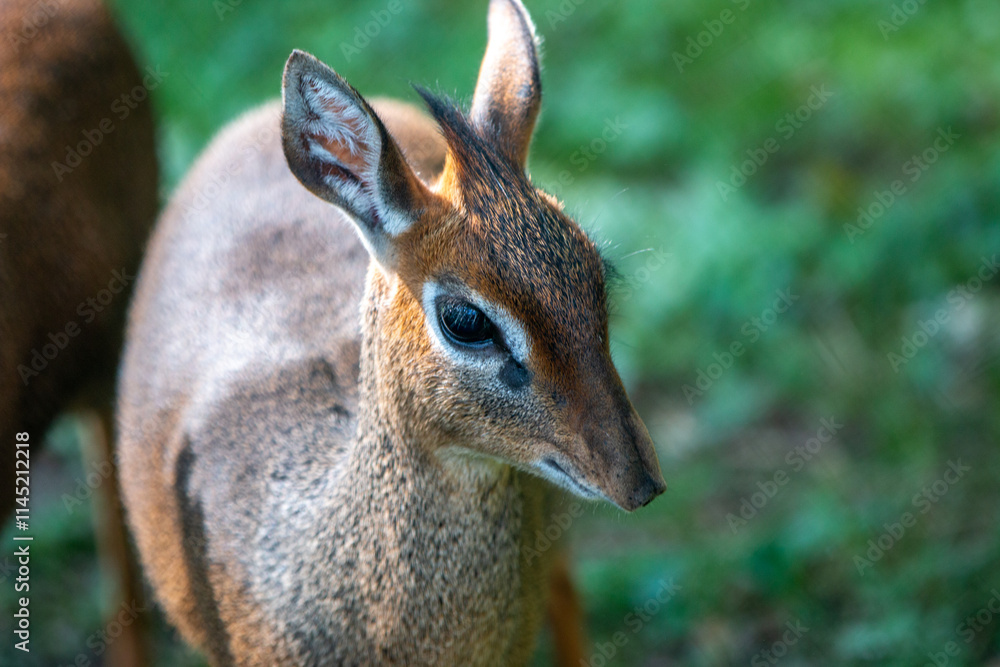 Kirk's dik-dik (in german Kirk-Dikdik also Zwergrüssel) Madoqua kirkii