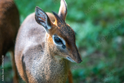 Obraz na płótnie Kirk's dik-dik (in german Kirk-Dikdik also Zwergrüssel) Madoqua kirkii w salonie