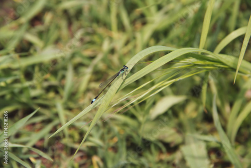 Dragonfly couple mating. A common blue damselfly resting on a blde of grass. insects in the village photo