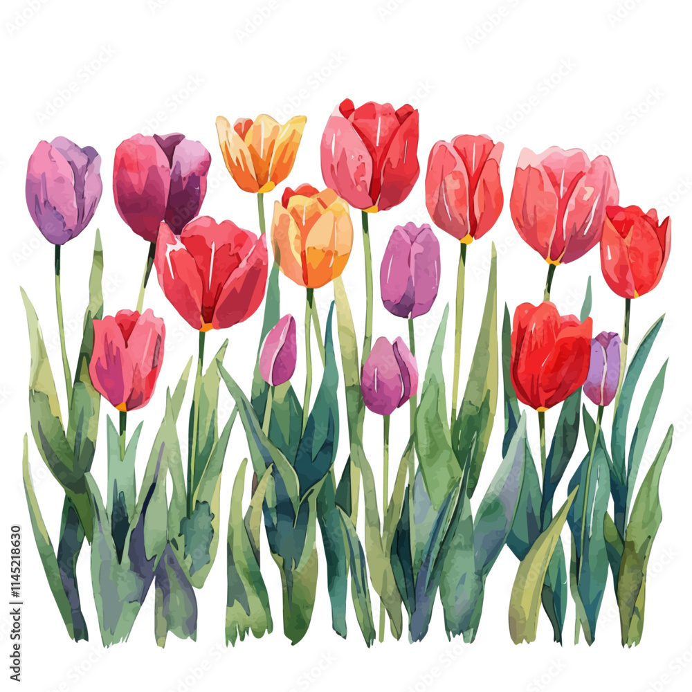 A watercolor painting of a bright tulip garden in full bloom, isolated on a white background. Tulips vector.
A watercolor painting of a bright tulip garden in full bloom, isolated on a white background. Tulips vector.