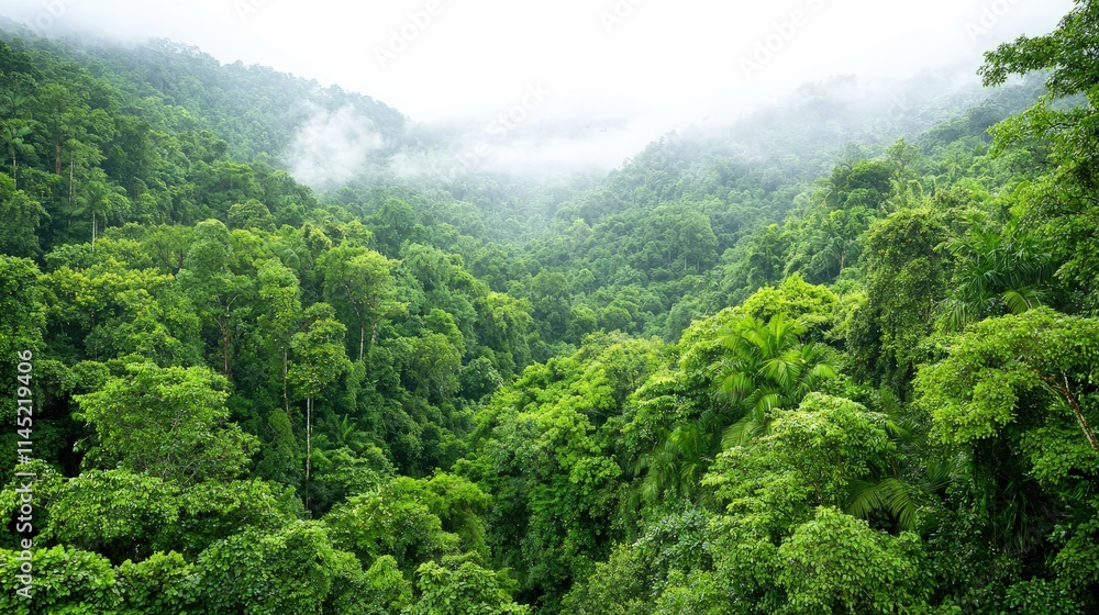 Lush green rainforest valley shrouded in mist. Lush green rainforest valley shrouded in mist.