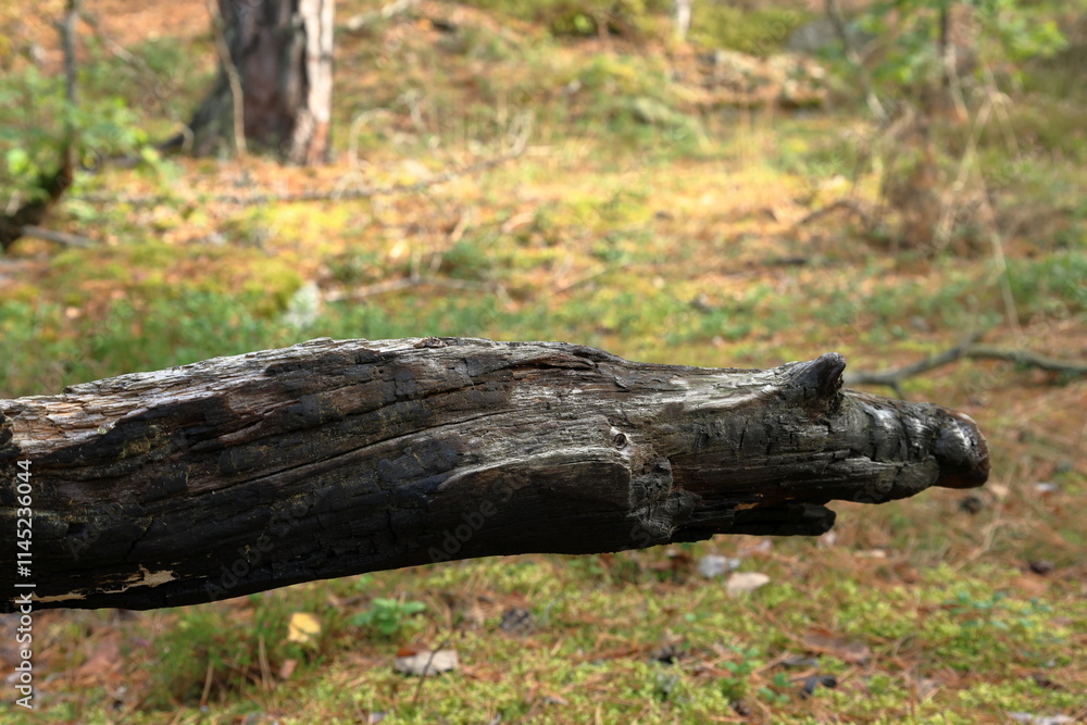 Fototapeta premium Wooden background and close up in a forest. September 2024.