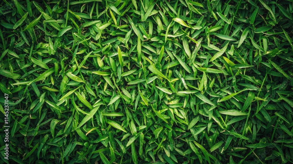 Lush Green Grass Texture Close-Up Under Natural Light Conditions Lush Green Grass Texture Close-Up Under Natural Light Conditions