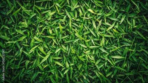 Lush Green Grass Texture Close-Up Under Natural Light Conditions