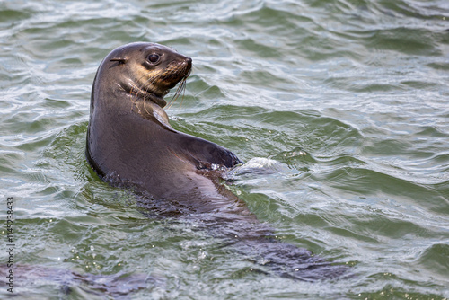seal in the water
