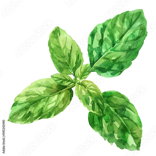 A watercolor drawing of fresh green mint leaves in spring, isolated on a white background. Mint leaves vector.
