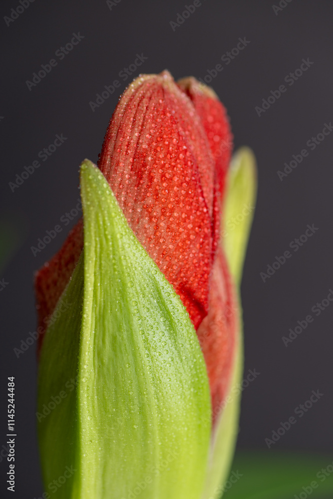 Close up of Red Amaryllis Flower Starting to Open up Close up of Red Amaryllis Flower Starting to Open up