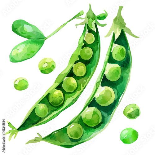 A watercolor vector of fresh green peas in the spring sun, isolated on a white background. Peas vector.
